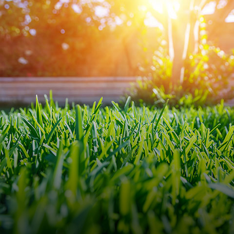 Semences, gazon et traitements du jardin