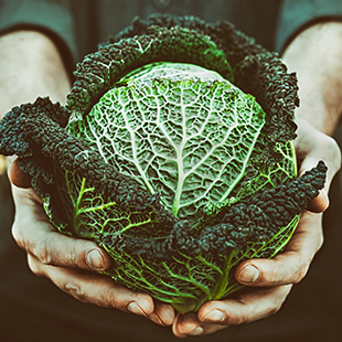Mon jardin potager d’automne 