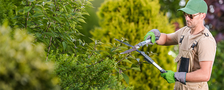 Les outils pour tailler