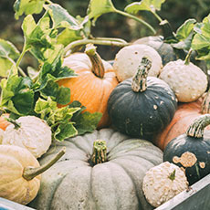 Jardin nourricier d'automne